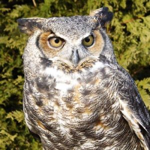 Owl Prowl