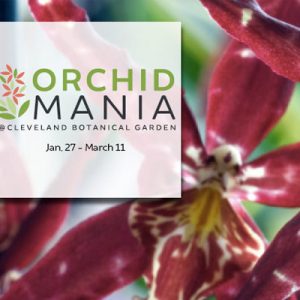 Orchid Mania