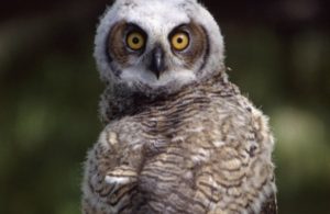Nature Story Time: Awesome Owls - Owl Babies