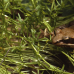 Natural Areas Field Trip: Amphibian Exploration at the Grand River Terraces