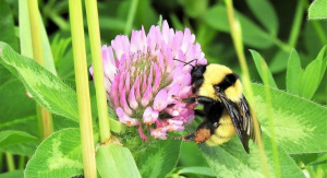 Family Hikes At Mentor Marsh: Hurrah for Pollinators