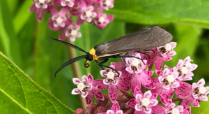 Family Hikes At Mentor Marsh: Celebrate Moths