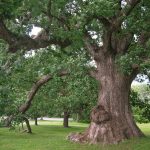 What’s Wrong with My Tree?! Best Practices for Caring for Trees