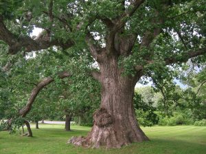 What’s Wrong with My Tree?! Best Practices for Caring for Trees