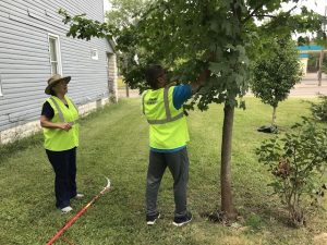 Tree Steward Training Series 2023
