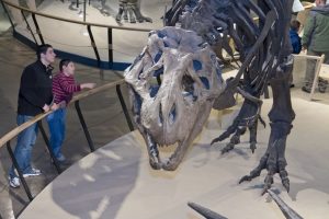 Assistant/Associate Curator of Vertebrate Paleontology